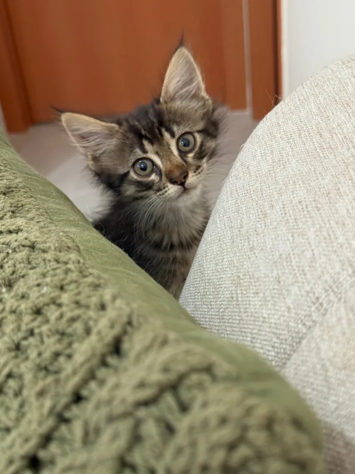 Gato raça SRD-ViraLata idade 2 a 6 meses nome Luna