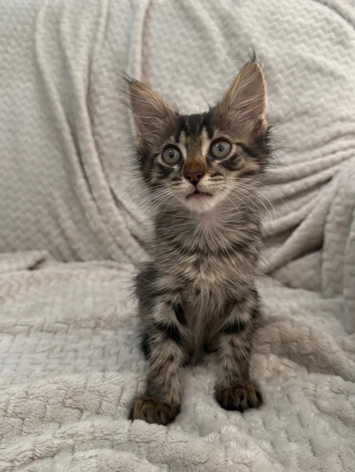 Gato raça SRD-ViraLata idade 2 a 6 meses nome Luna