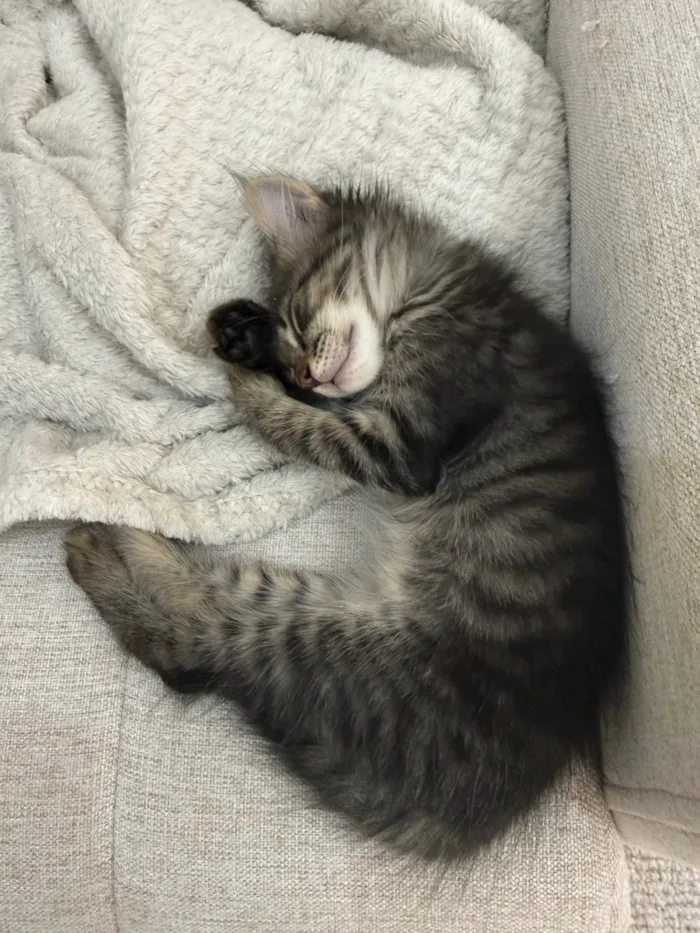 Gato raça SRD-ViraLata idade 2 a 6 meses nome Luna