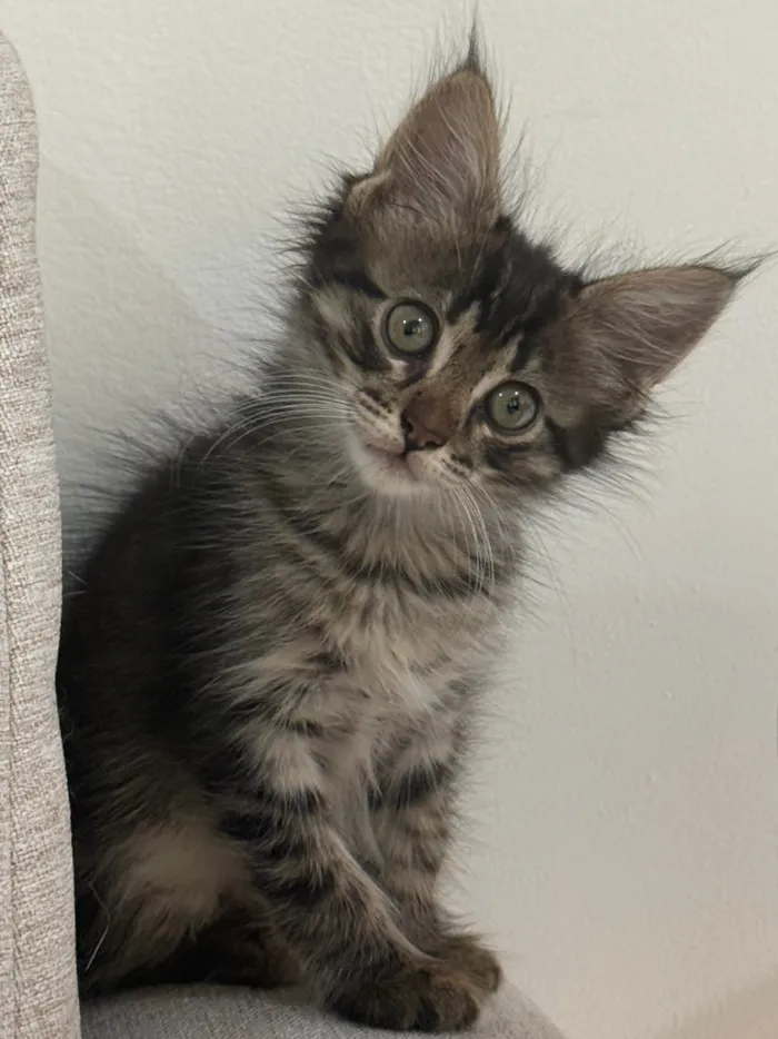 Gato raça SRD-ViraLata idade 2 a 6 meses nome Luna