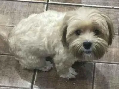 Cachorro raça Lhasa Apso idade 3 anos nome Canela