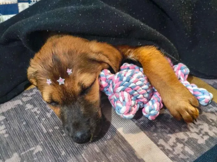 Cachorro raça SRD-ViraLata idade 2 a 6 meses nome Juliana