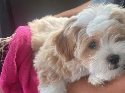 Cachorro raça Lhasa Apso idade 2 anos nome Draco