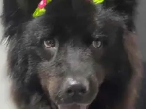 Cachorro raça SRD-ViraLata idade 4 anos nome MARCO ANTONIO PINTO GUEDES SCHMID