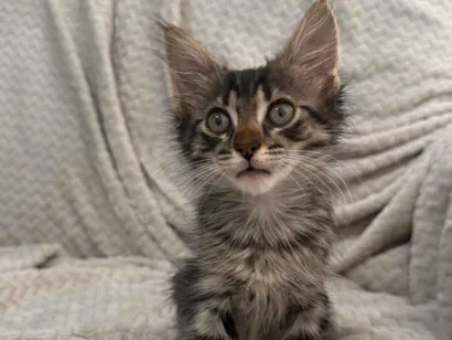 Gato raça SRD-ViraLata idade 2 a 6 meses nome Luna