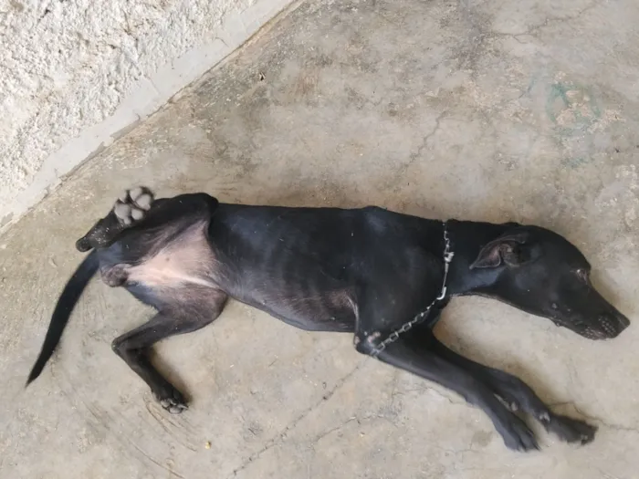 Cachorro raça SRD-ViraLata idade 2 anos nome Bela e Pipoca