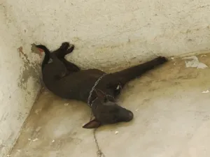 Cachorro raça SRD-ViraLata idade 2 anos nome Bela e Pipoca