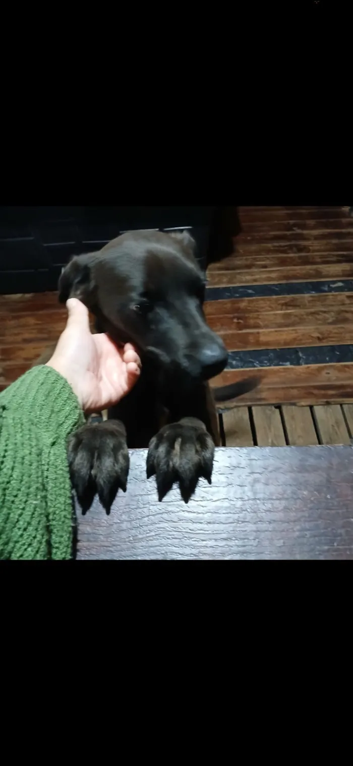 Cachorro raça SRD-ViraLata idade 2 anos nome amora 