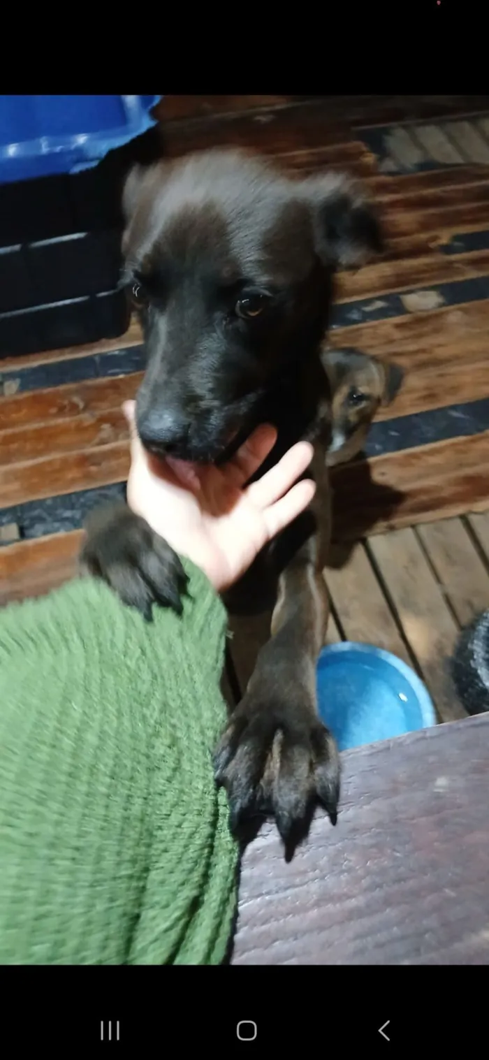 Cachorro raça SRD-ViraLata idade 2 anos nome amora 