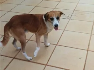 Cachorro raça SRD-ViraLata idade 6 ou mais anos nome Teco