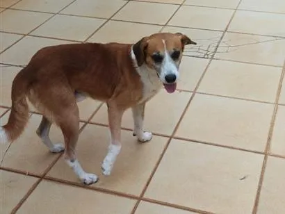 Cachorro raça SRD-ViraLata idade 6 ou mais anos nome Teco