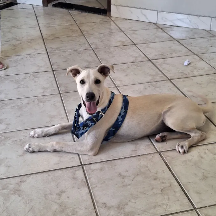 Cachorro raça SRD-ViraLata idade 2 a 6 meses nome Lilo 