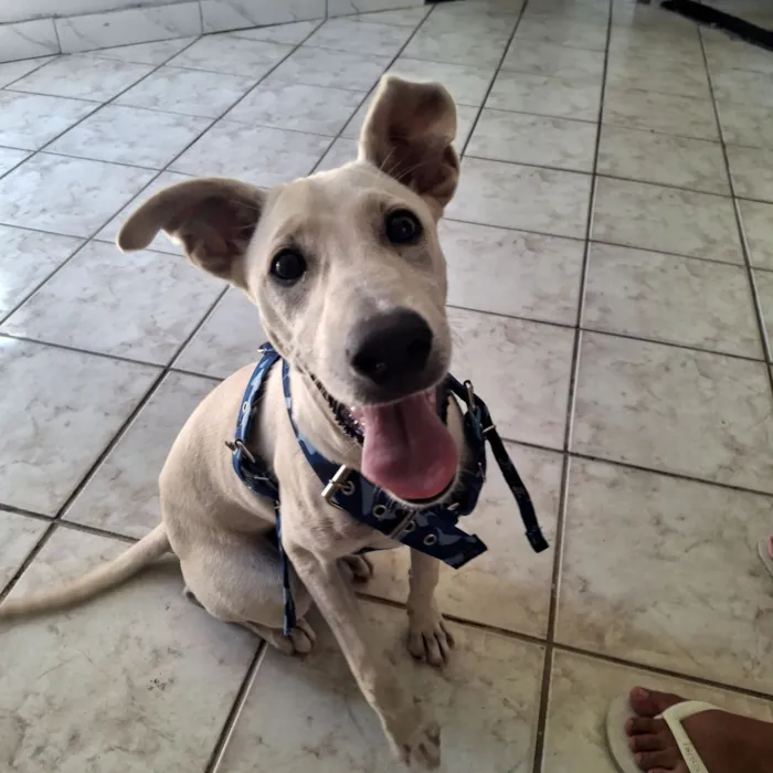 Cachorro raça SRD-ViraLata idade 2 a 6 meses nome Lilo 