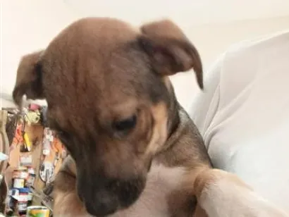 Cachorro raça SRD-ViraLata idade 2 a 6 meses nome sem nome 