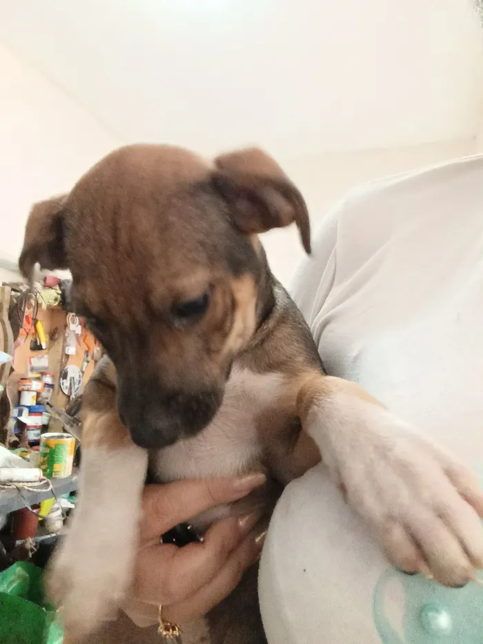 Cachorro raça SRD-ViraLata idade 2 a 6 meses nome sem nome 