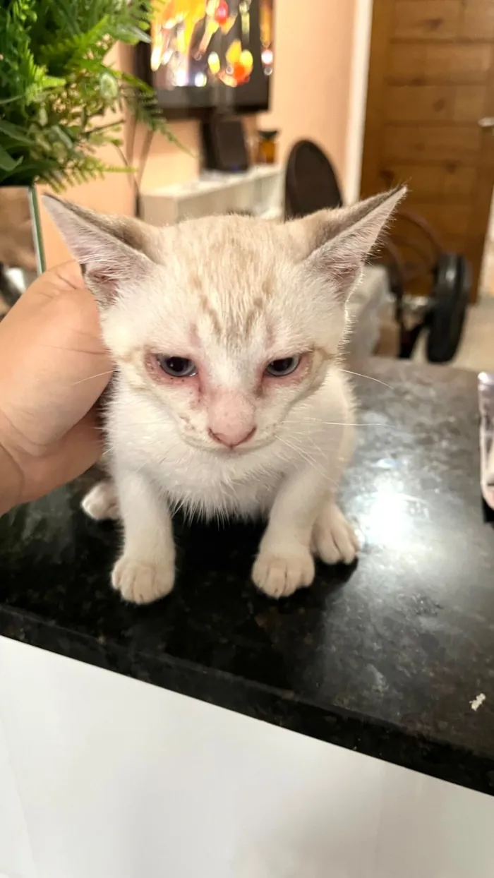 Gato raça SRD-ViraLata idade 2 a 6 meses nome Allie