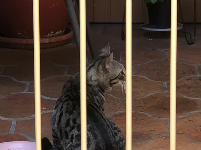 Gato raça SRD-ViraLata idade 2 anos nome Mamãe de rua