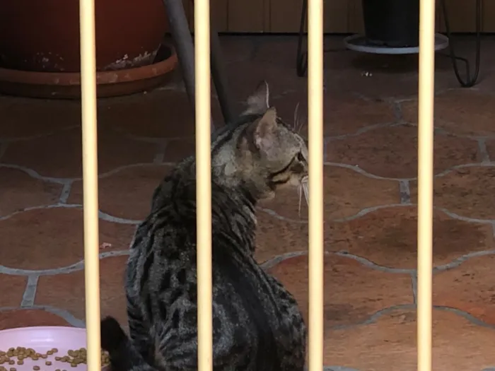 Gato raça SRD-ViraLata idade 2 anos nome Mamãe de rua