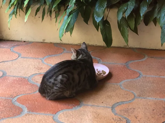 Gato raça SRD-ViraLata idade 2 anos nome Mamãe de rua