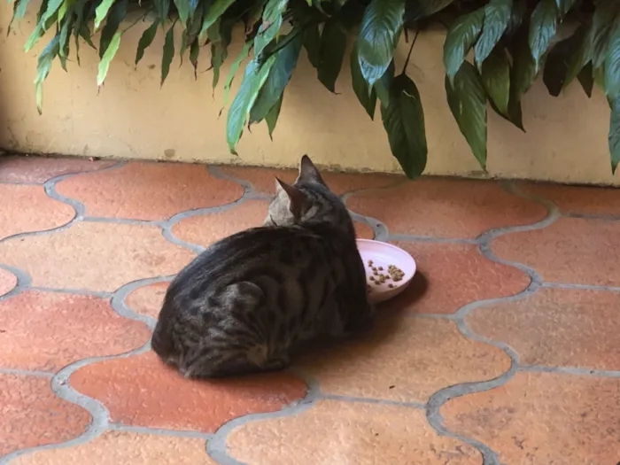 Gato raça SRD-ViraLata idade 2 anos nome Mamãe de rua