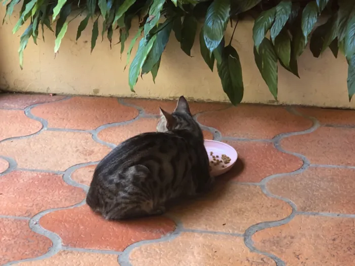 Gato raça SRD-ViraLata idade 2 anos nome Mamãe de rua