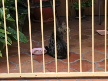 Gato raça SRD-ViraLata idade 2 anos nome Mamãe de rua