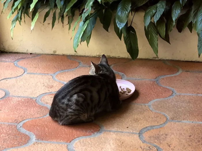 Gato raça SRD-ViraLata idade 2 anos nome Mamãe de rua