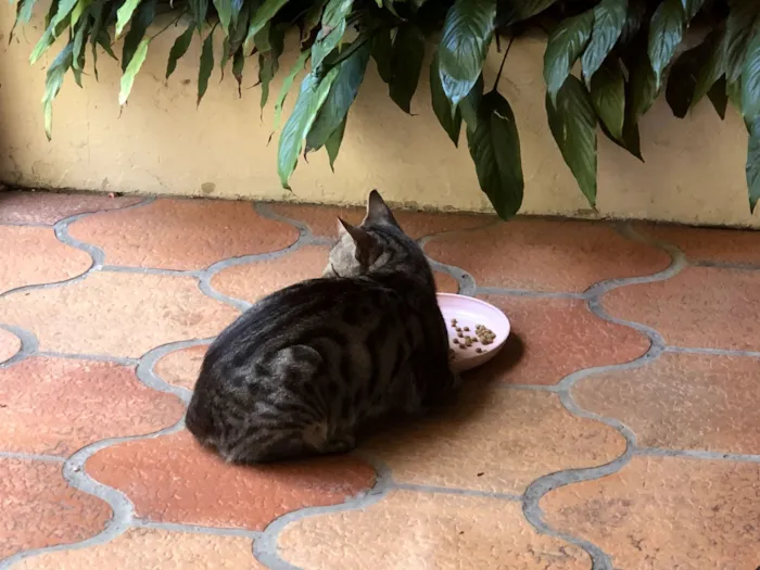 Gato raça SRD-ViraLata idade 2 anos nome Mamãe de rua