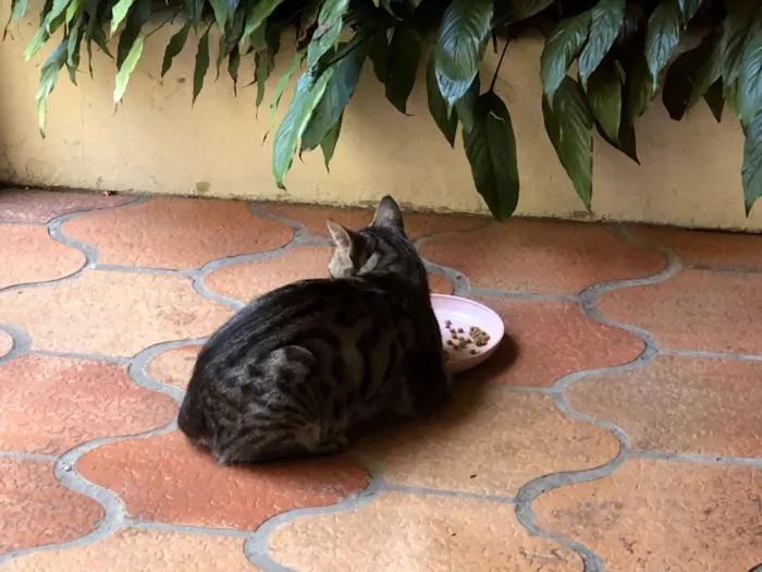 Gato raça SRD-ViraLata idade 2 anos nome Mamãe de rua