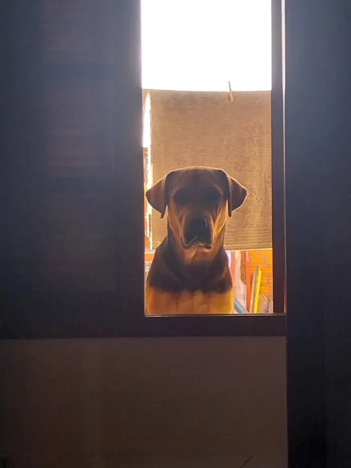 Cachorro raça SRD-ViraLata idade 2 anos nome Lua