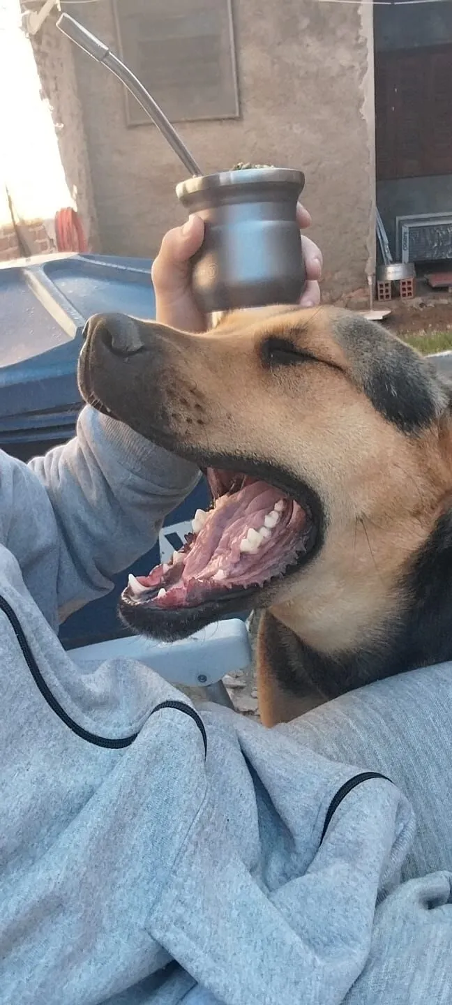 Cachorro raça SRD-ViraLata idade 2 anos nome Lua