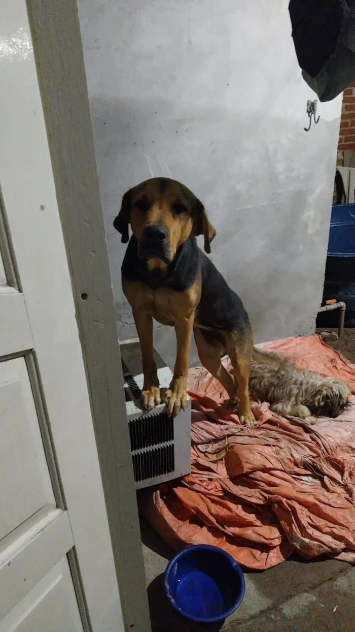 Cachorro raça SRD-ViraLata idade 2 anos nome Lua