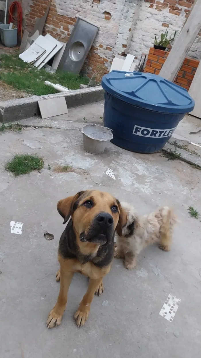 Cachorro raça SRD-ViraLata idade 2 anos nome Lua