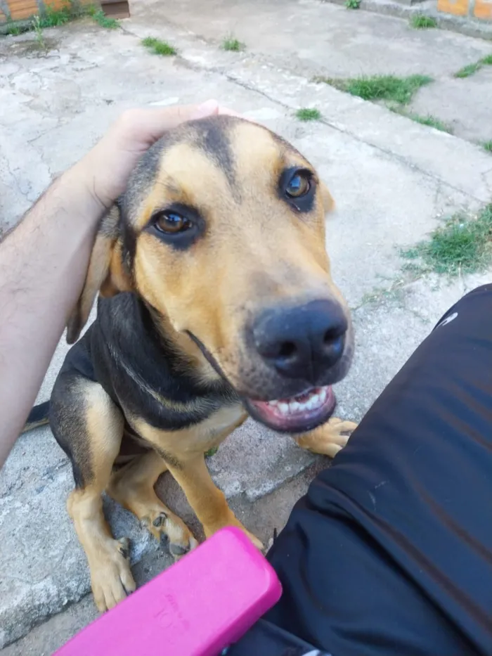 Cachorro raça SRD-ViraLata idade 2 anos nome Lua