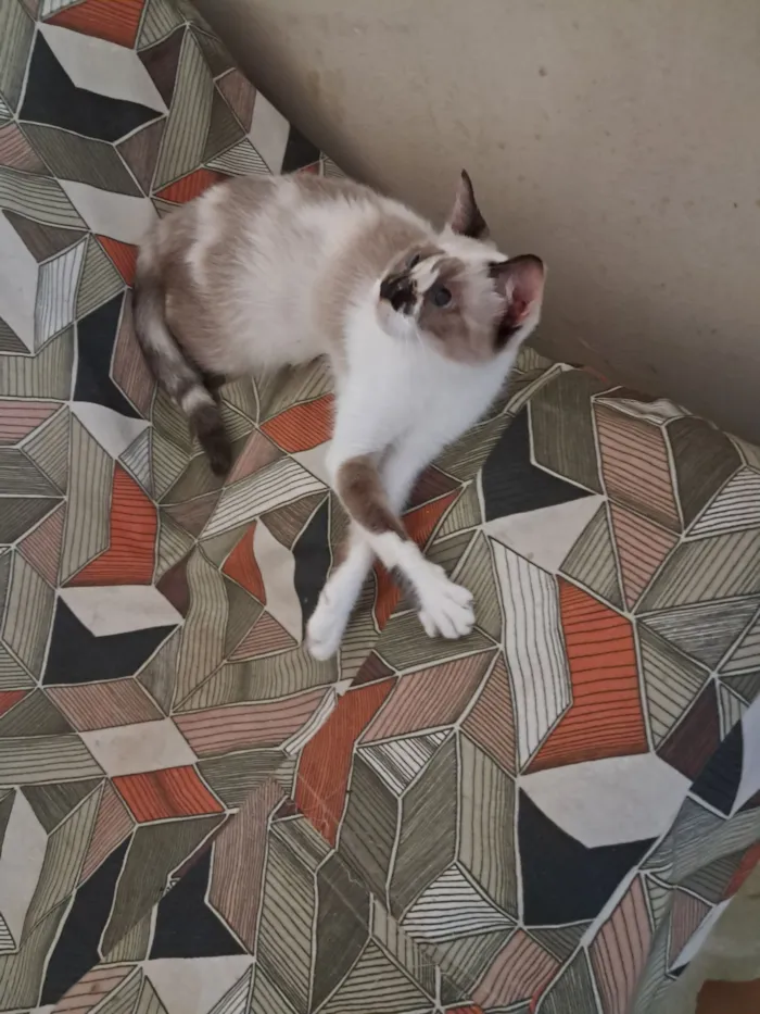 Gato raça SRD-ViraLata idade 1 ano nome Tina