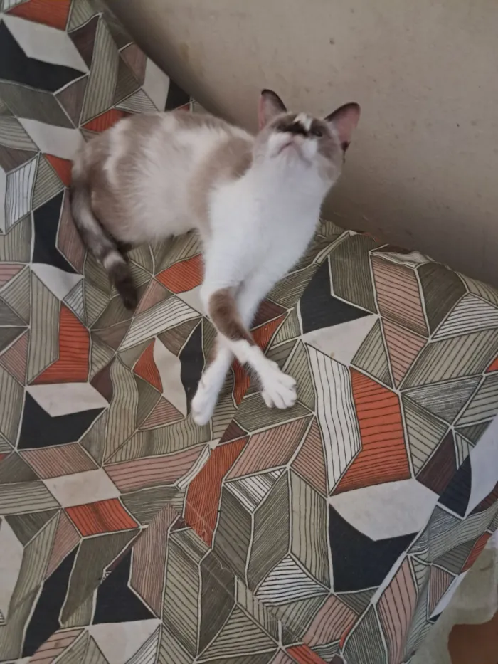 Gato raça SRD-ViraLata idade 1 ano nome Tina