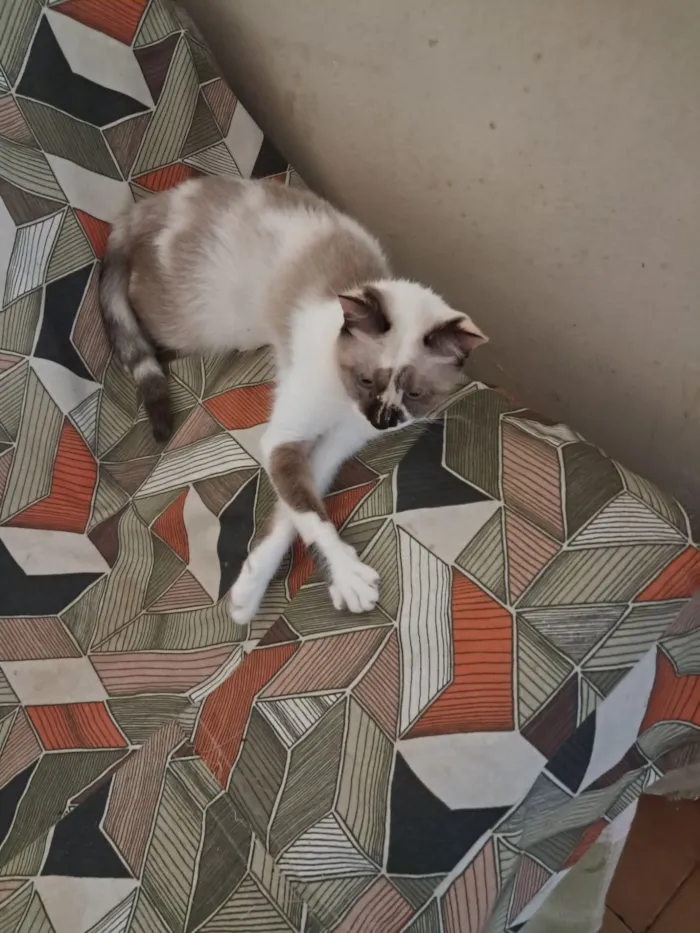 Gato raça SRD-ViraLata idade 1 ano nome Tina