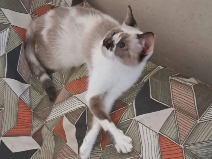 Gato raça SRD-ViraLata idade 1 ano nome Tina
