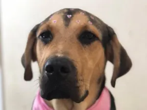 Cachorro raça SRD-ViraLata idade 2 anos nome Lua