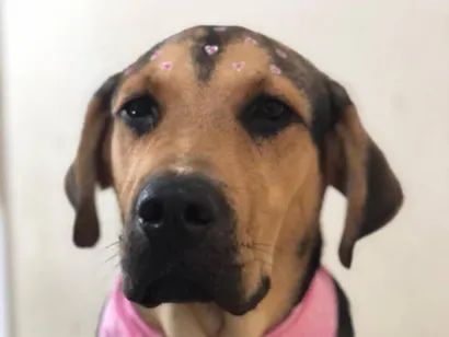 Cachorro raça SRD-ViraLata idade 2 anos nome Lua