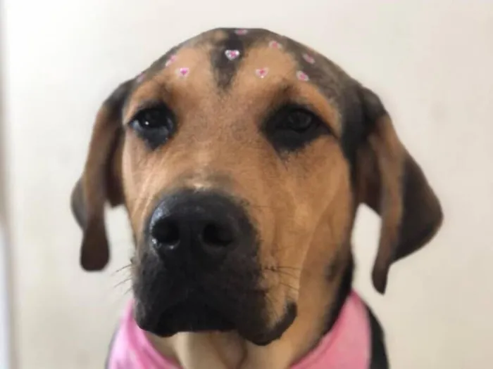 Cachorro raça SRD-ViraLata idade 2 anos nome Lua