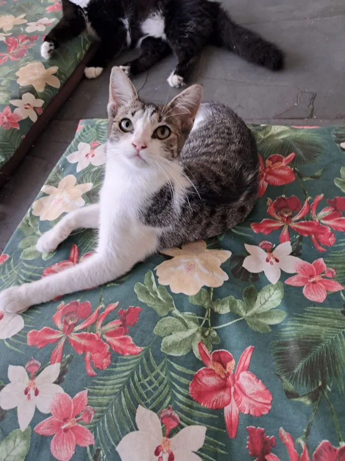 Gato raça SRD-ViraLata idade 2 a 6 meses nome Julia