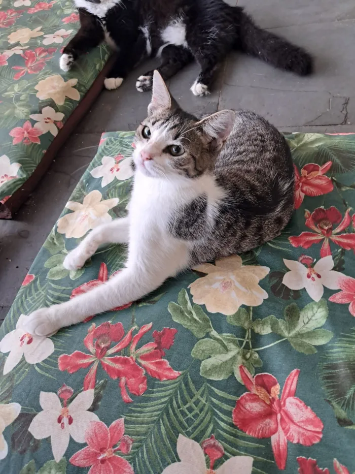 Gato raça SRD-ViraLata idade 2 a 6 meses nome Julia