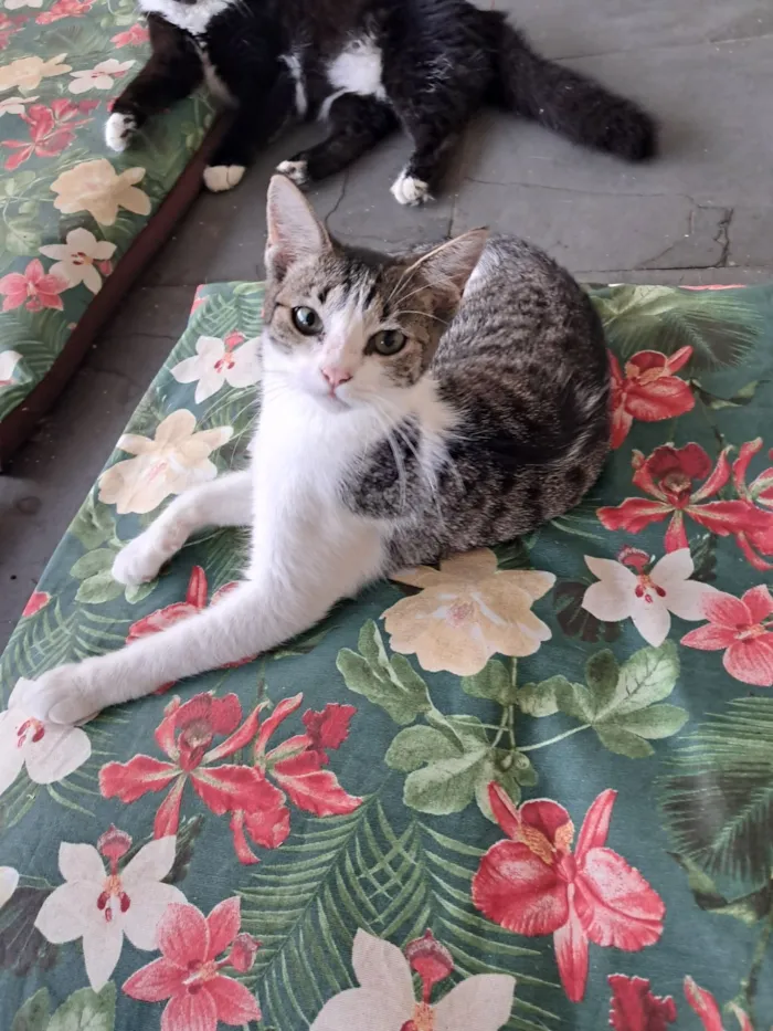 Gato raça SRD-ViraLata idade 2 a 6 meses nome Julia