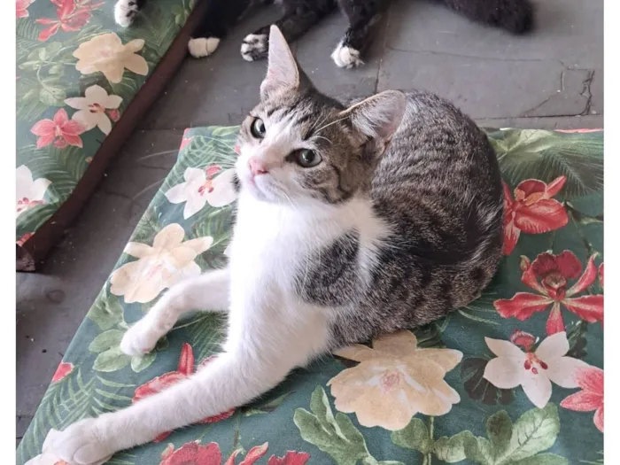 Gato raça SRD-ViraLata idade 2 a 6 meses nome Julia