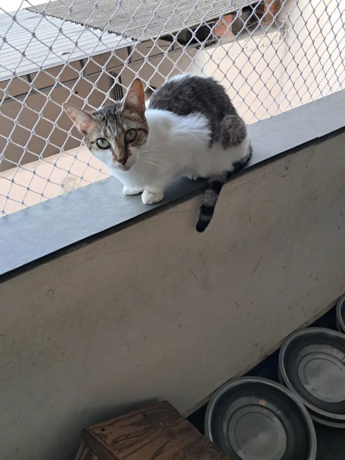 Gato raça SRD-ViraLata idade 2 anos nome Sara