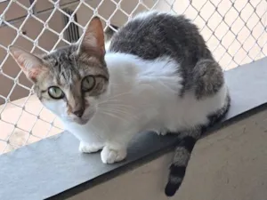 Gato raça SRD-ViraLata idade 2 anos nome Sara