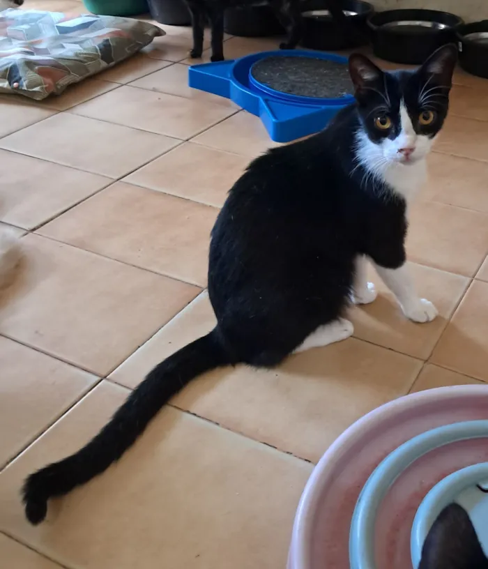 Gato raça SRD-ViraLata idade 2 a 6 meses nome Dollar