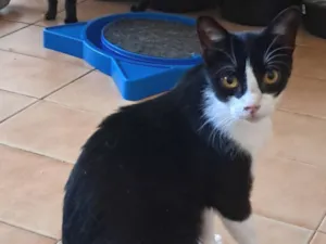 Gato raça SRD-ViraLata idade 2 a 6 meses nome Dollar