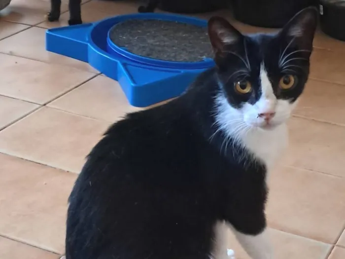 Gato raça SRD-ViraLata idade 2 a 6 meses nome Dollar